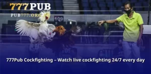 777Pub Cockfighting