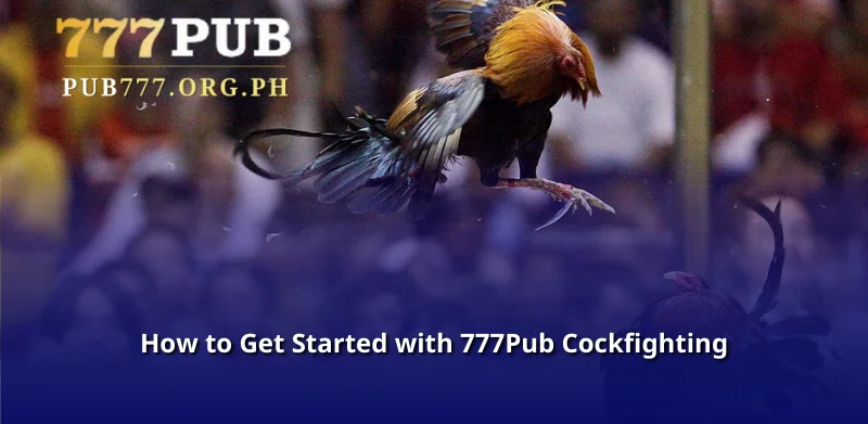 How to Get Started with 777Pub Cockfighting