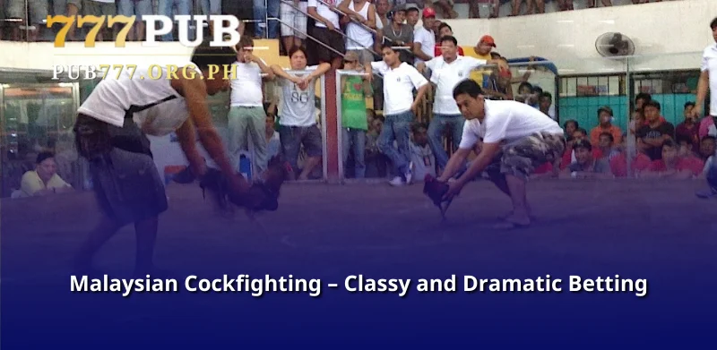 Malaysian Cockfighting
